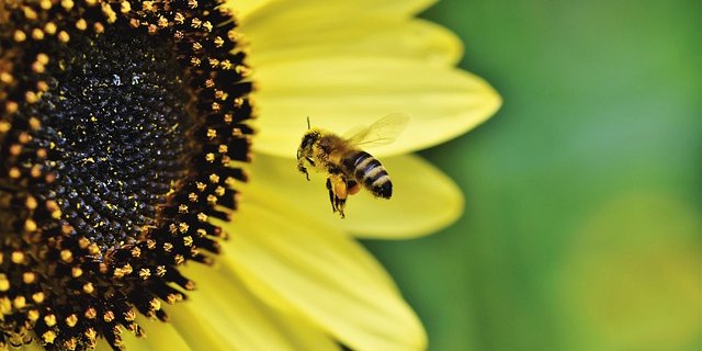 Die Volksinitiative «Biodiversität Thurgau» soll die Arten- und Lebensraum-Vielfalt im Thurgau stärken. (Symbolbild Pixabay)