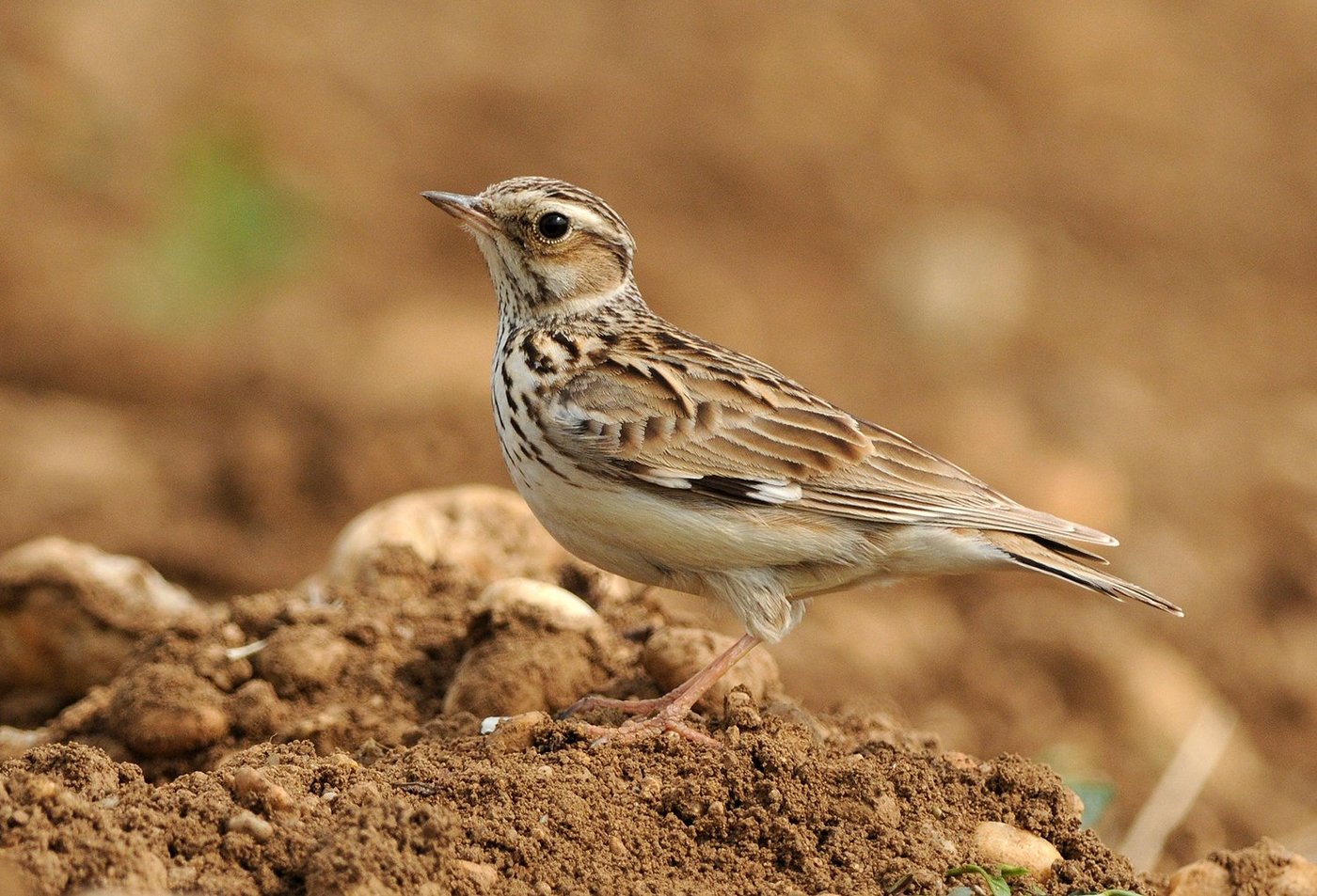 Die Heidelerche ist gemäss Vogelwarte einer der Gradmesser für den Zustand der Biodiversität in höheren Lagen. (Bild Wikimedia)