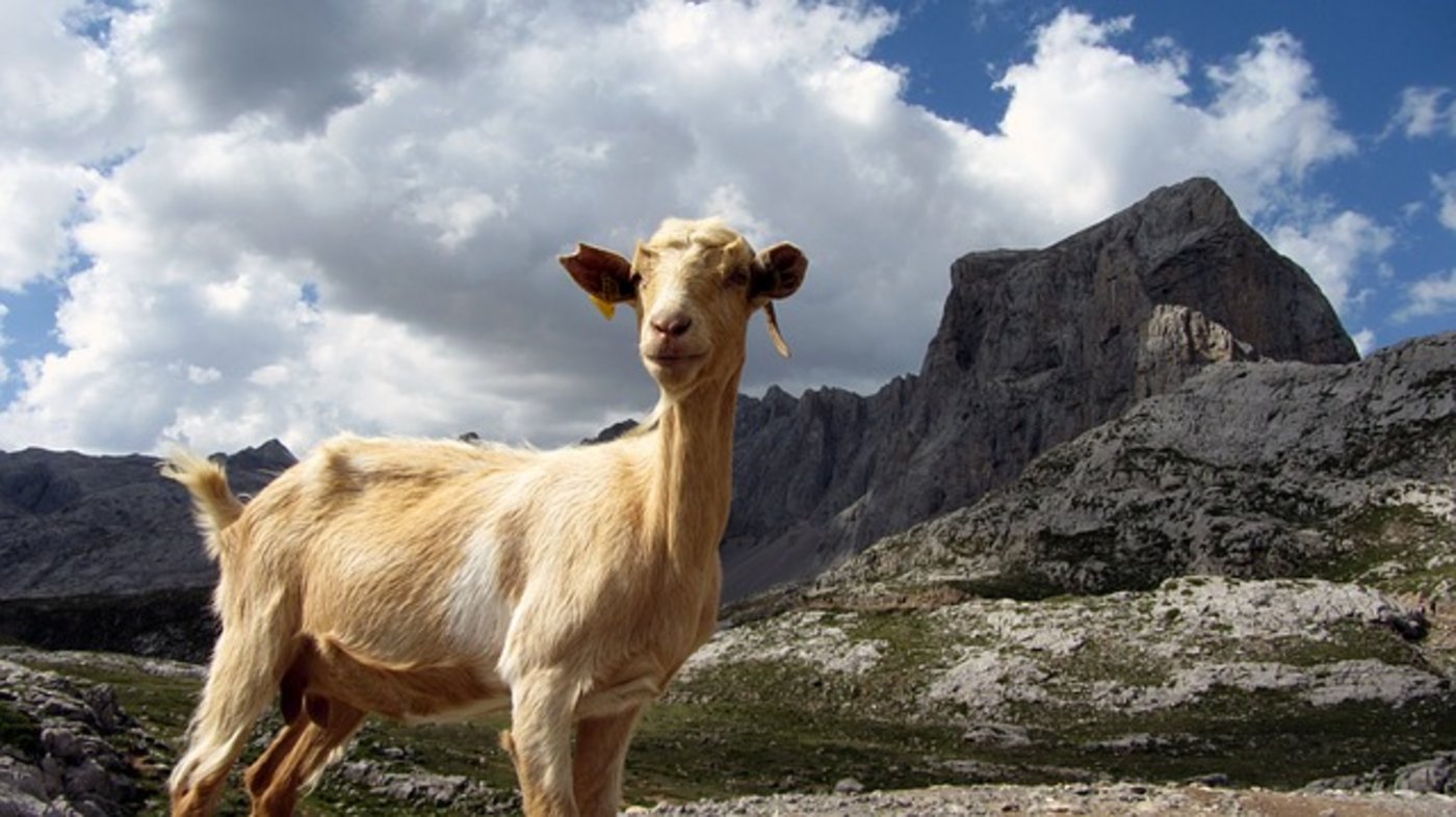 Die Ziegen liessen sich auf keine Art ins Tal locken. (Symbolbild pixabay)