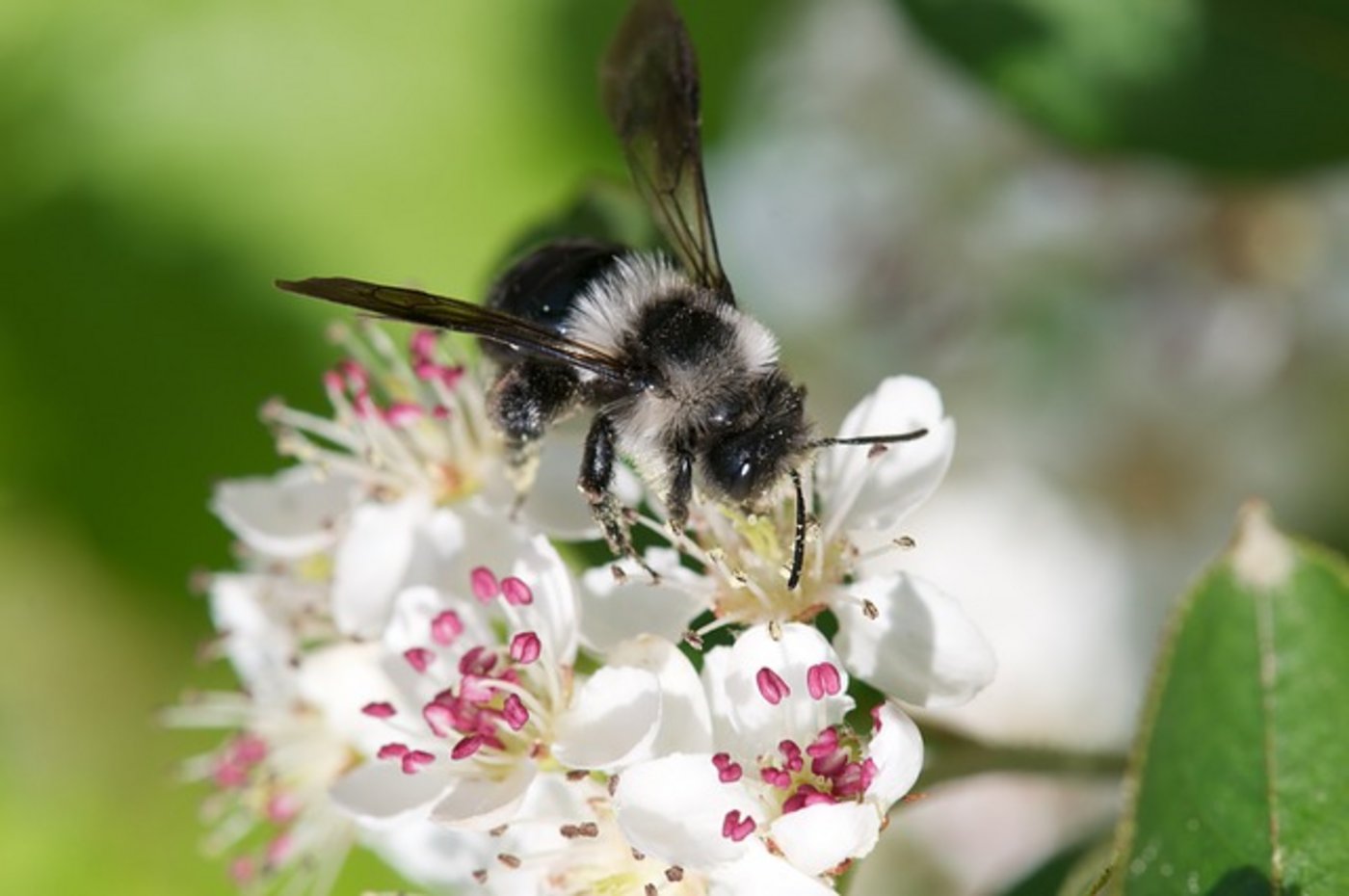 In der Schweiz gibt es 600 Arten Wildbienen, aber über die Hälfte der wertvollen Bestäuber ist hierzulande bedroht. (Bild Pixabay)