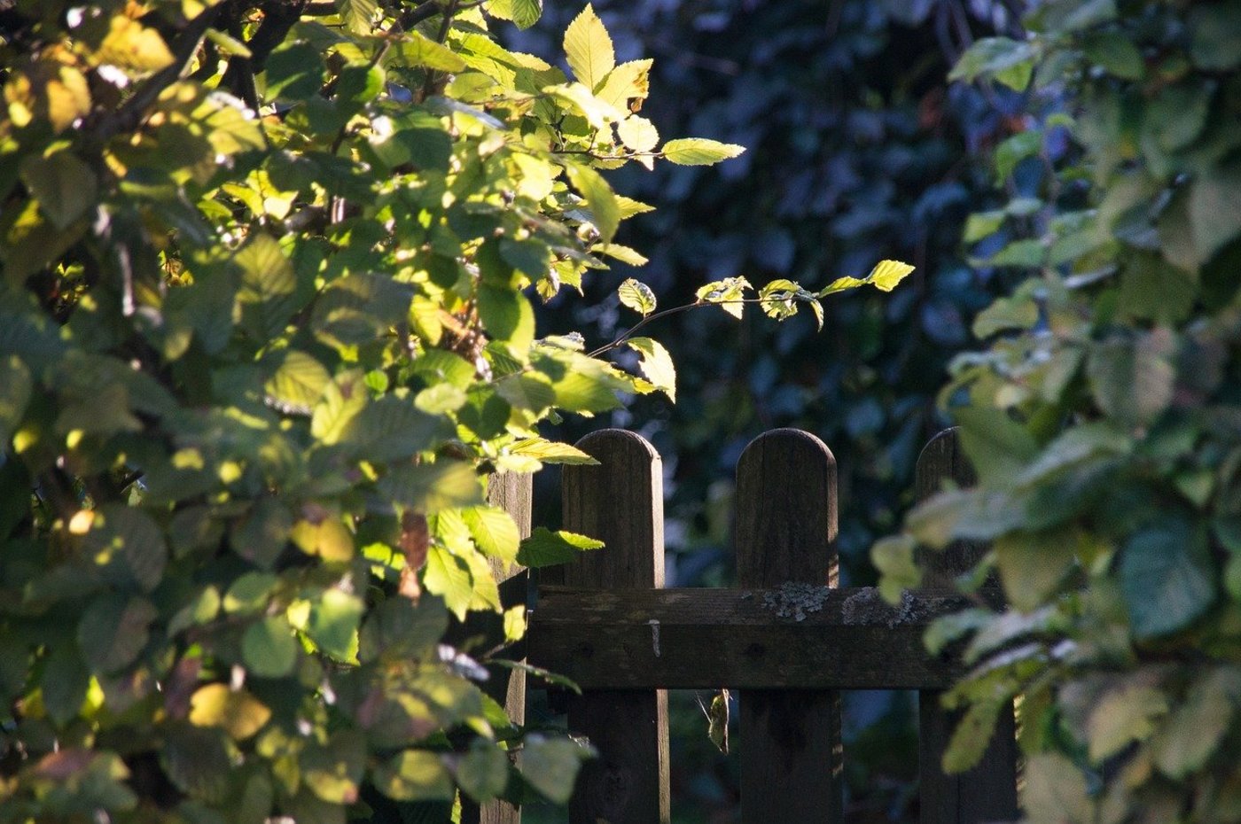 Hecken, Sträucher und Bäume sollten erst ab September wieder geschnitten werden. (Bild pixabay)