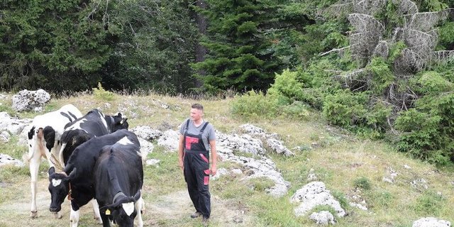 Noch 11 Rinder sind übriggeblieben: Nicolas Jotterand kontrolliert, ob es den Überlebenden gut geht. (Bilder: Lotta Köppel)