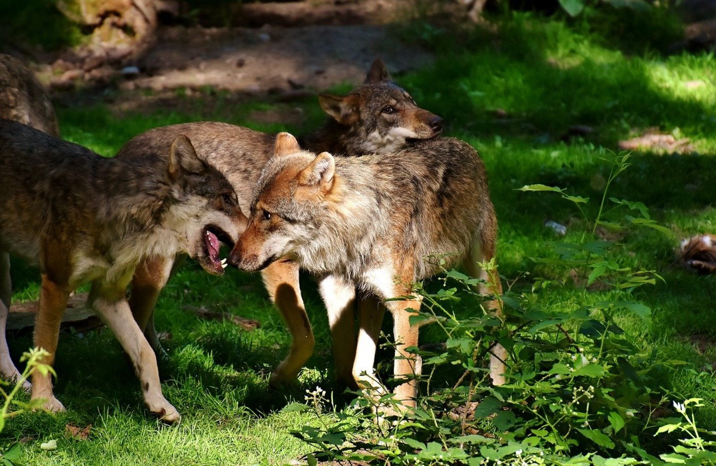 Gibt es im Kanton Graubünden ein zweites Wolfsrudel? (Symbolbild Pixabay)