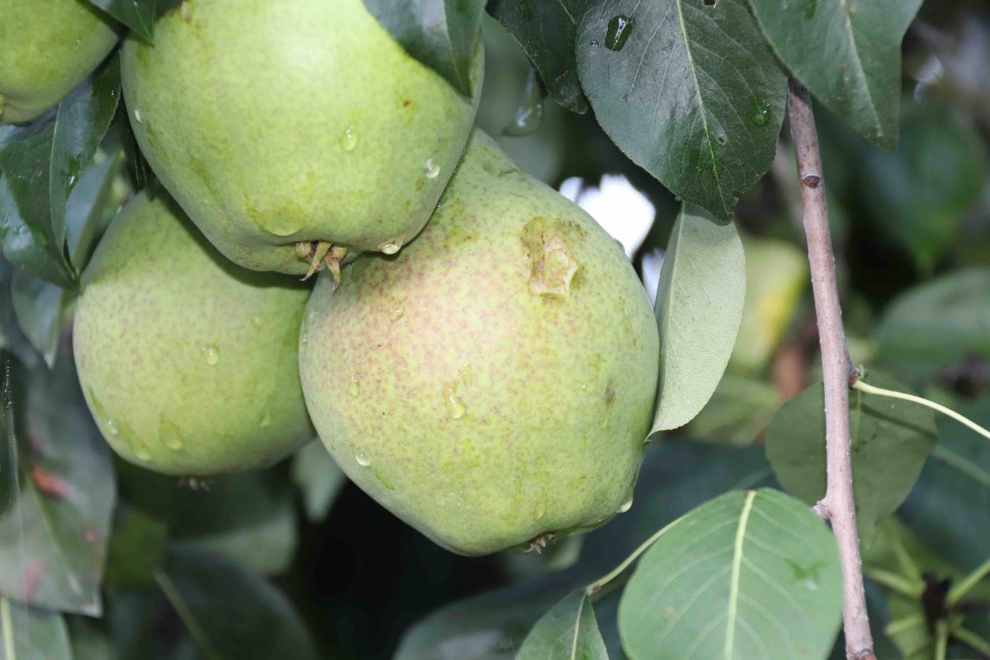 Wo ein Hagelkorn auf wie diese, wohlgemerkt noch unreife und harte, Birne aufschlug, ist sie verletzt. (Bild RoMü)