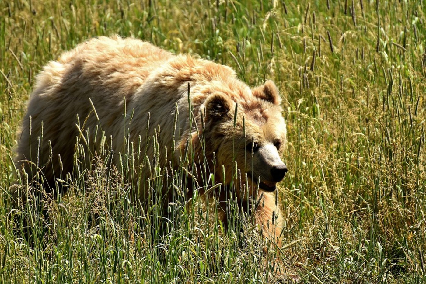 Am Ende der letzten Eiszeit war der Braunbär noch überall in Europa heimisch. (Bild Pixabay)