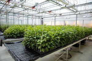 Im Gewächshaus der Agroscope in Wädenswil wächst ein Heer von jungen Apfelbäumen heran. Bild: Gian Vaitl
