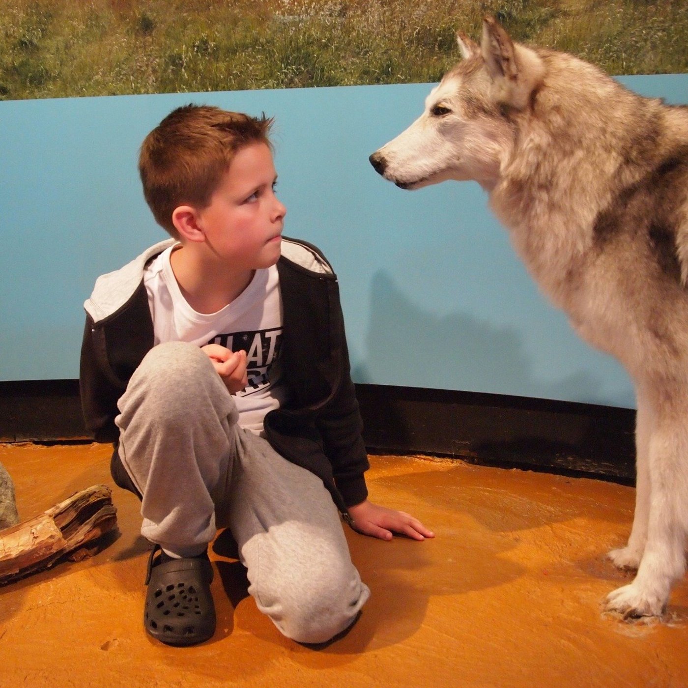 Das Wesen Wolf macht jung und alt neugierig. (Symbolbild Pixabay)