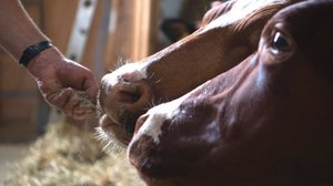 Fenaco: Futter für Milchkühe mit zertifizierter Methanreduktion ohne Zusatzkosten für Landwirte Agolin® Ruminant soll werde Milchkühen gut akzeptiert und soll deren Verdauung verbessern, um die Futtereffizienz steigen und den Methanausstoss sinken zu lassen. (Bild Fenaco)