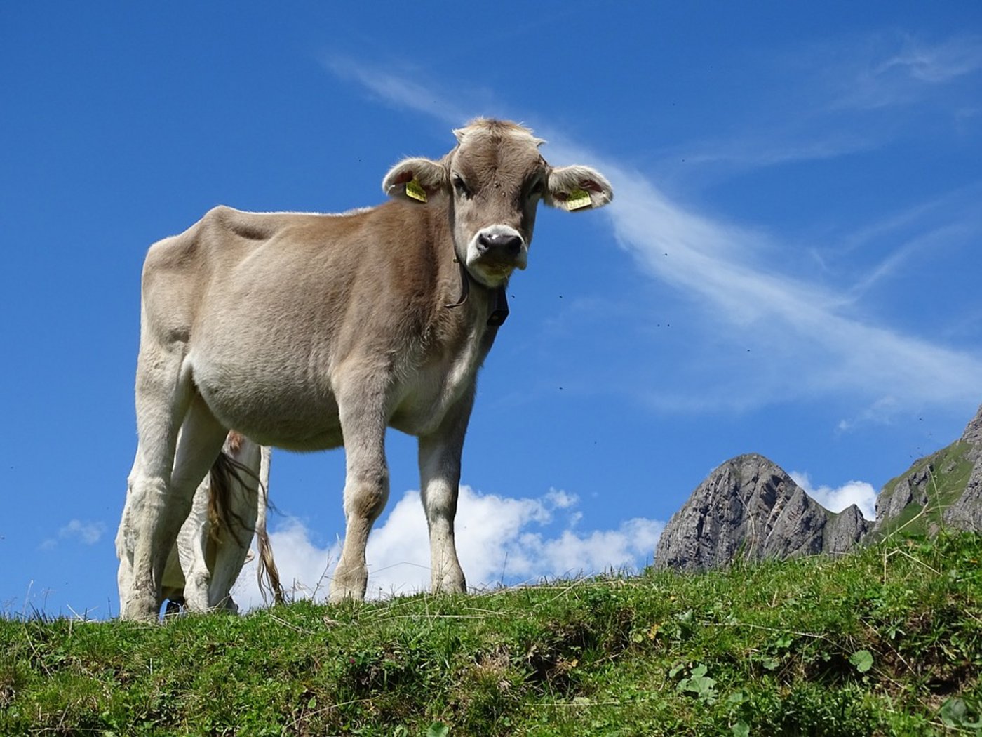 Rind auf einer Schweizer Alp: Wie politisch gewünscht, profitierten Sömmerungsbetriebe vom neuen Direktzahlungssystem der AP 2014-17. (Bild Pixabay)