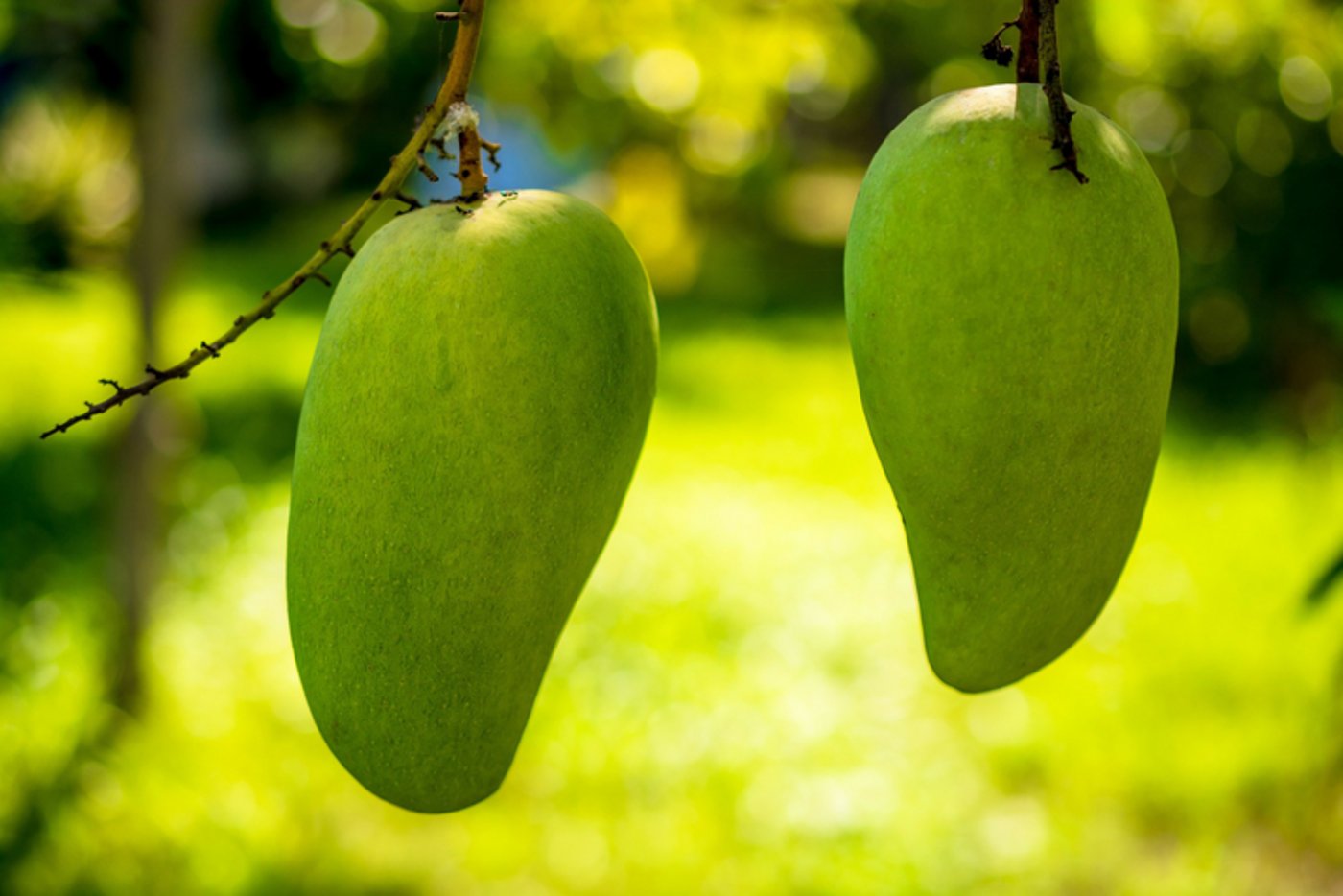 In Kolumbien soll mehr Obst statt Koka angebaut werden. (Bild pd)