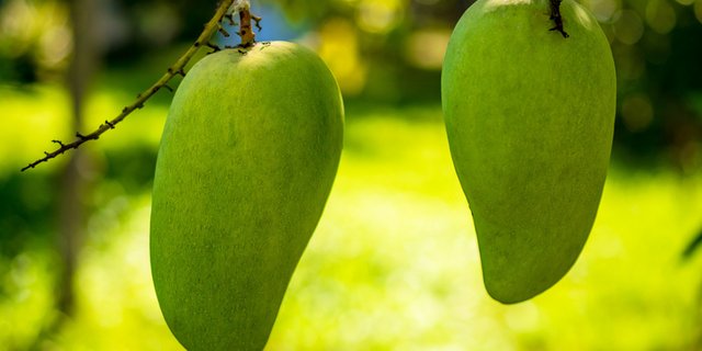In Kolumbien soll mehr Obst statt Koka angebaut werden. (Bild pd)