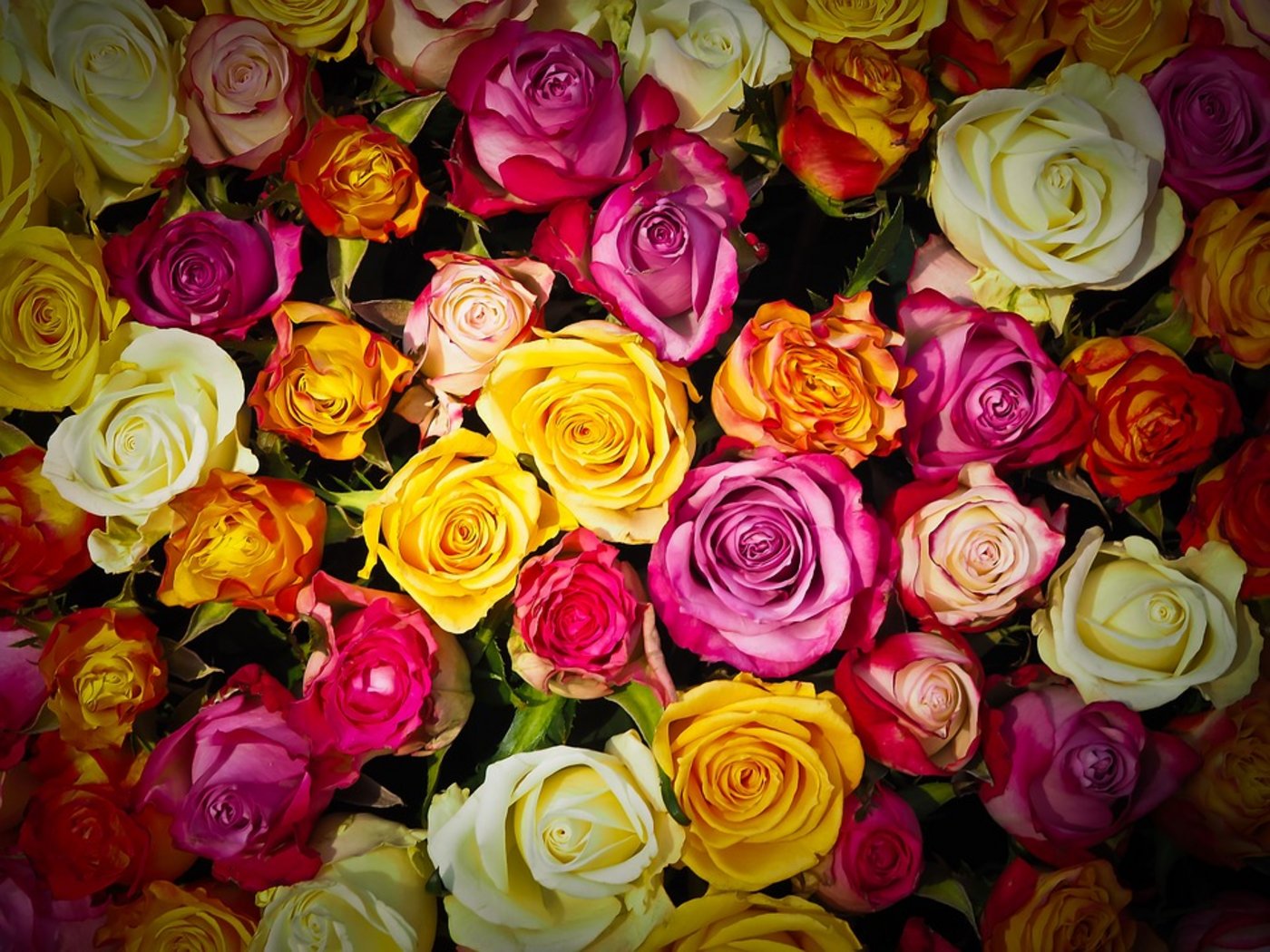 Am Valentinstag sind sie wieder gefragt: Rosen. (Symbolbild Pixabay)