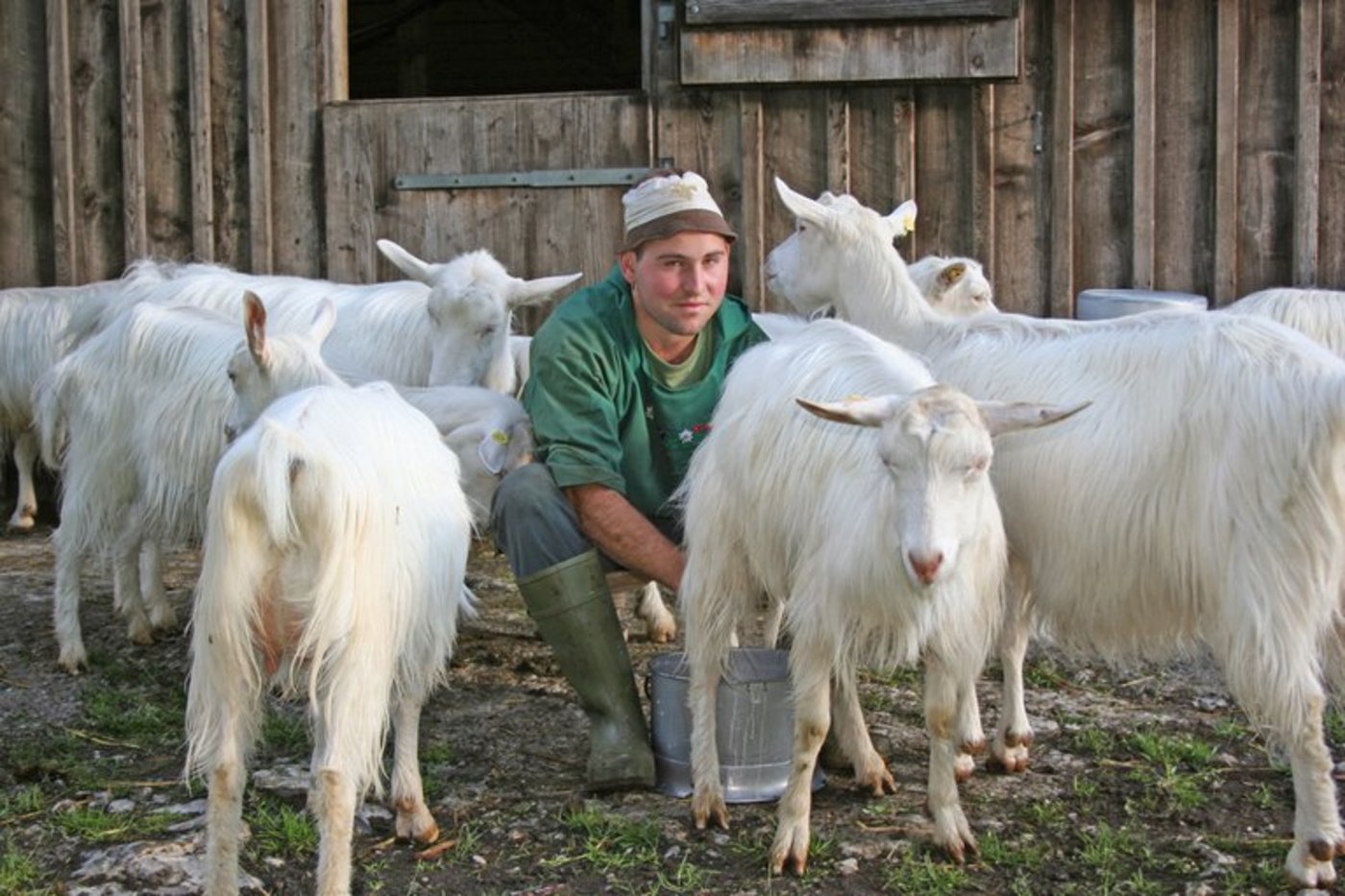 Ziegenmilch wird fast ausschliesslich zu Käse verarbeitet. (Bild Susanna Dieterle, landwirtschaft.ch)
