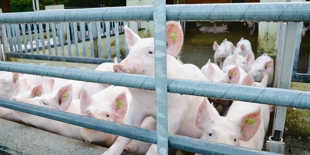 Schwieriges Umfeld für hochwertiges Schweinefleisch: Rund ein Drittel weniger Absatz für die Coop-Labelproduzenten.(Symbolbild ak)