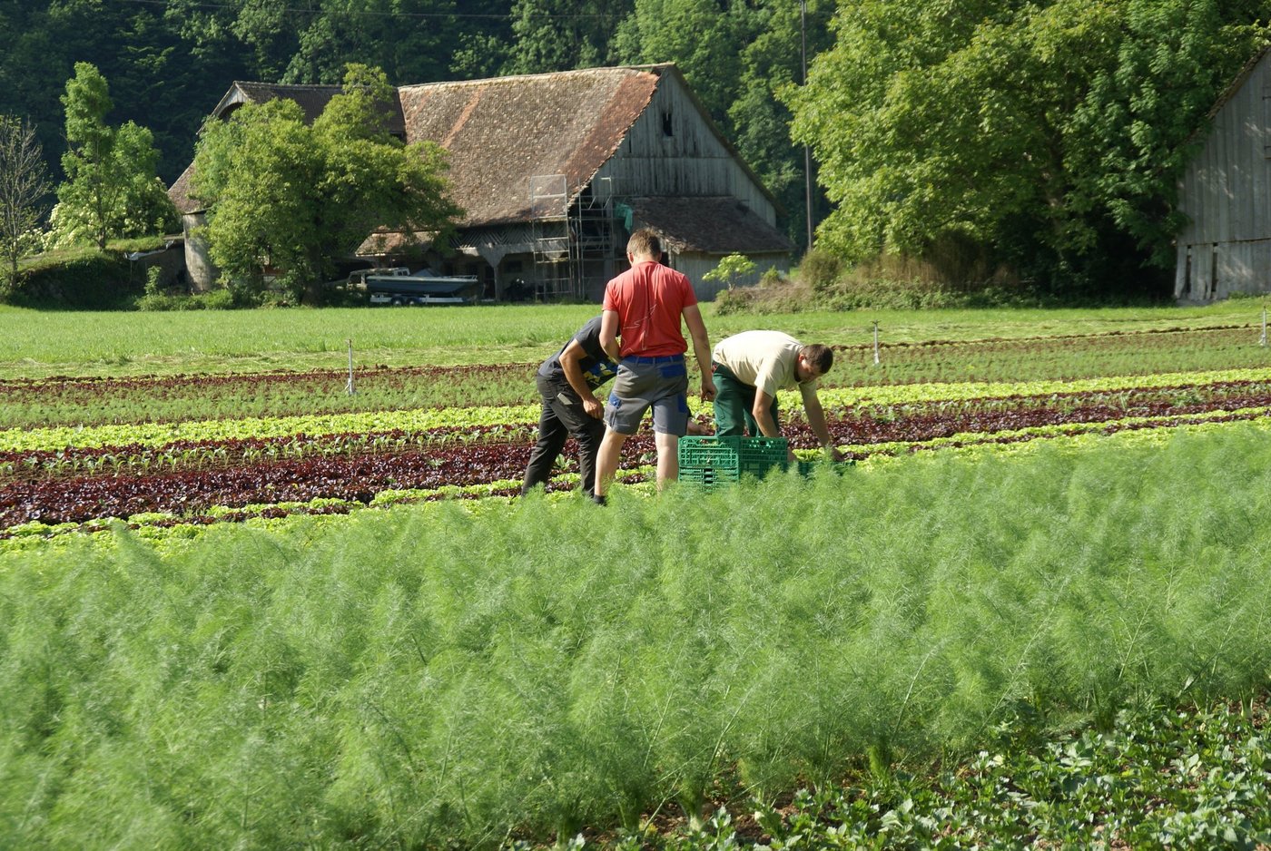 Erntehelfer und saisonale Arbeitskräfte sind zurzeit sehr gefragt. (Bild lid)