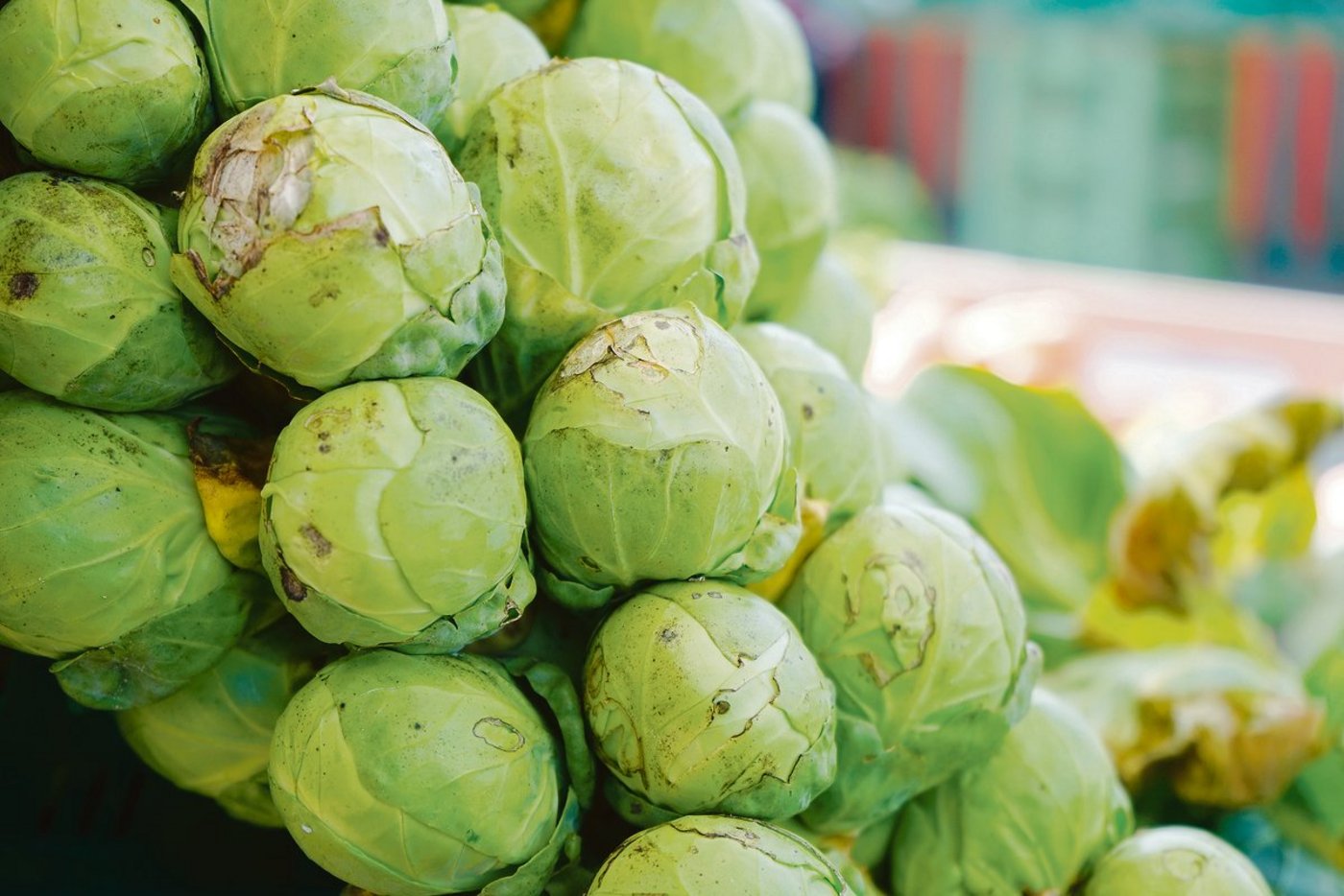 In der Schweiz darf Rosenkohl nicht mit dem Insektizid Benevia behandelt werden. In Holland und Belgien, woher in die Schweiz importiert wird, allerdings schon. (Symbolbild Pixabay)