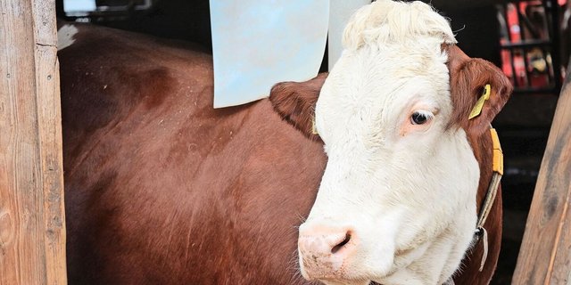 Auch im nächsten Jahr wird die Blauzungenkrankheit wüten. Die Bekämpfung der Gnitzen und die Imfpung gegen das Virus sind aktuell die beste Variante zum Schutz der Tiere.         