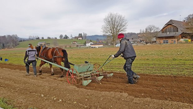 Bastian Hurni ist im zweiten Lehrjahr der Zweitausbildung zum Biolandwirt. Aktuell arbeitet er auf dem Biohof Trimstein. (Bild zVg)