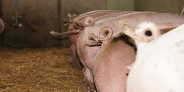 Laut BLV ist auch die Schweiz von einem Ausbruch der Afrikanischen Schweinepest stark gefährdet. (Symbolbild lid)