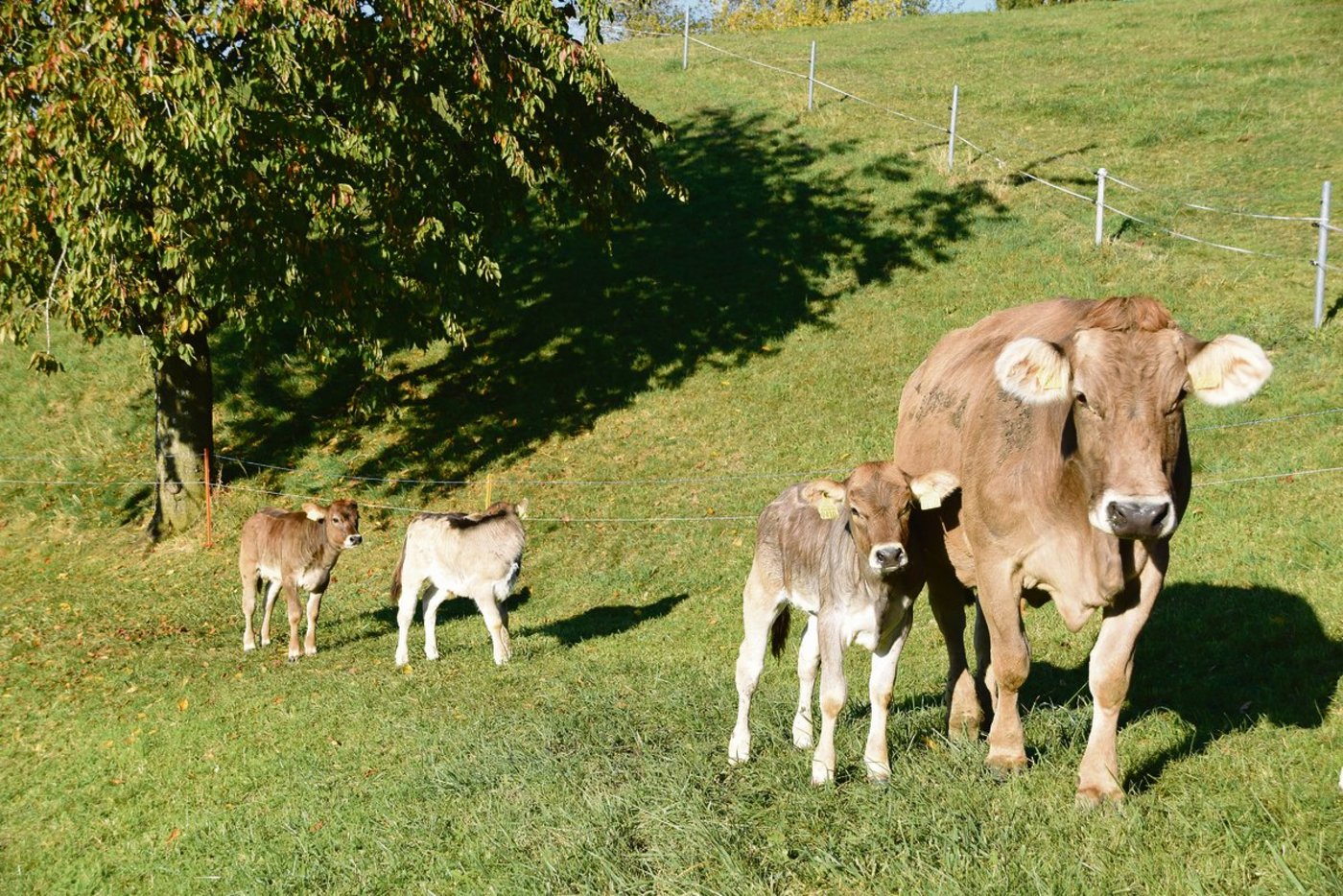 Natura-Veal soll die geringeren Tierzahlen beim Natura-Beef kompensieren. Ob dies auf die Dauer gelingt, wird sich zeigen. Der Kalbfleischkonsum war in den letzten Jahren stark rückläufig.  (Bild akr)