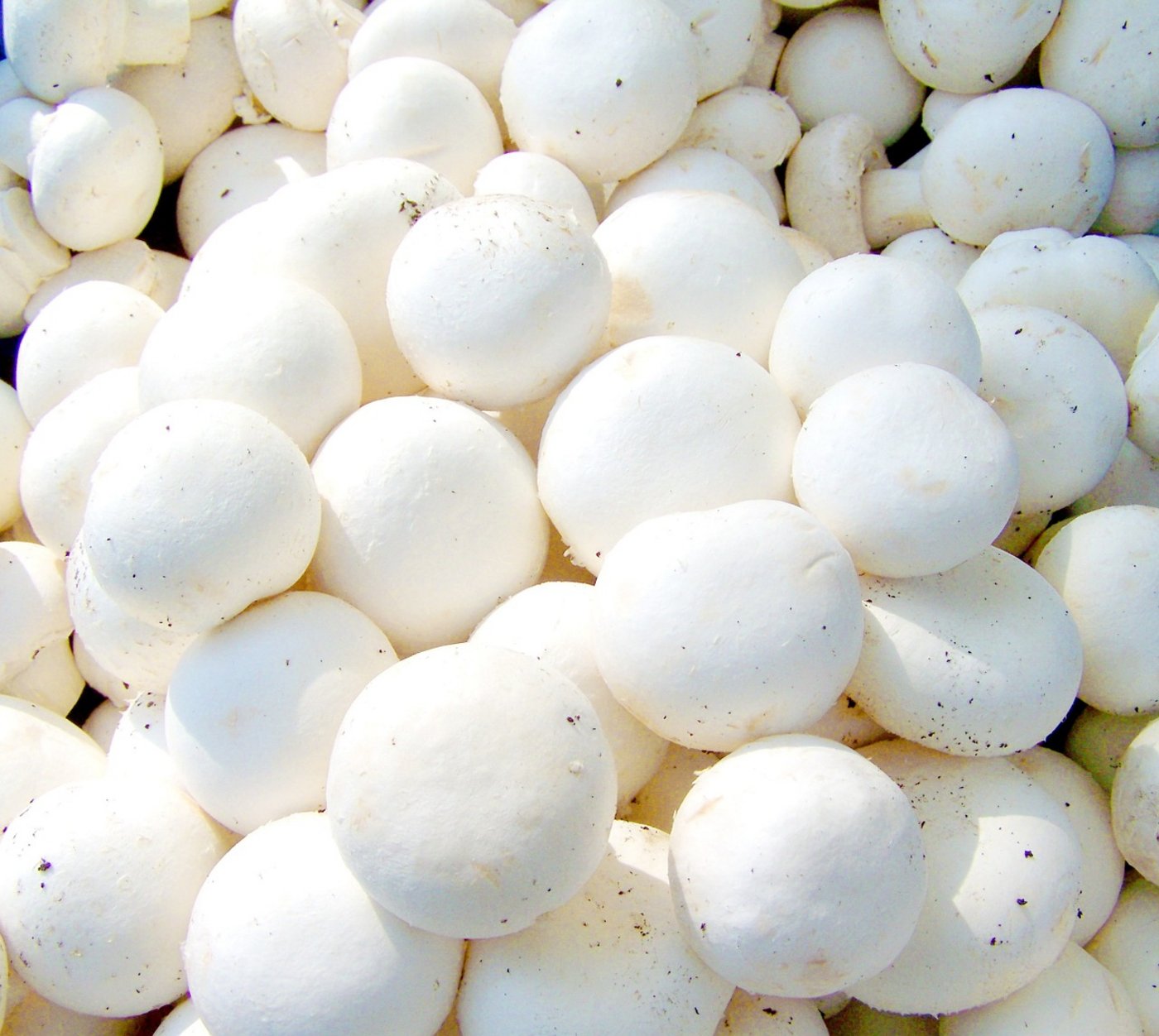 Champignons werden in Regalen kultiviert und wachsen das ganze Jahr über. (Bild Pixabay)