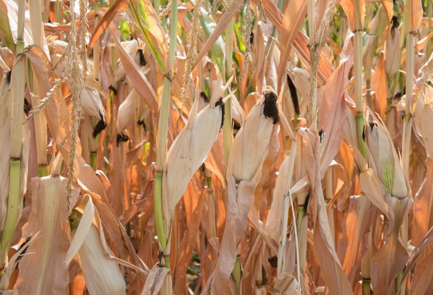 Verdorrter Mais: Geht der Klimawandel ungebremst weiter, werden Dürresommer die Schweizer Bauern immer öfter herausfordern.   (Bild Cornelia Brändle, Agroscope) 