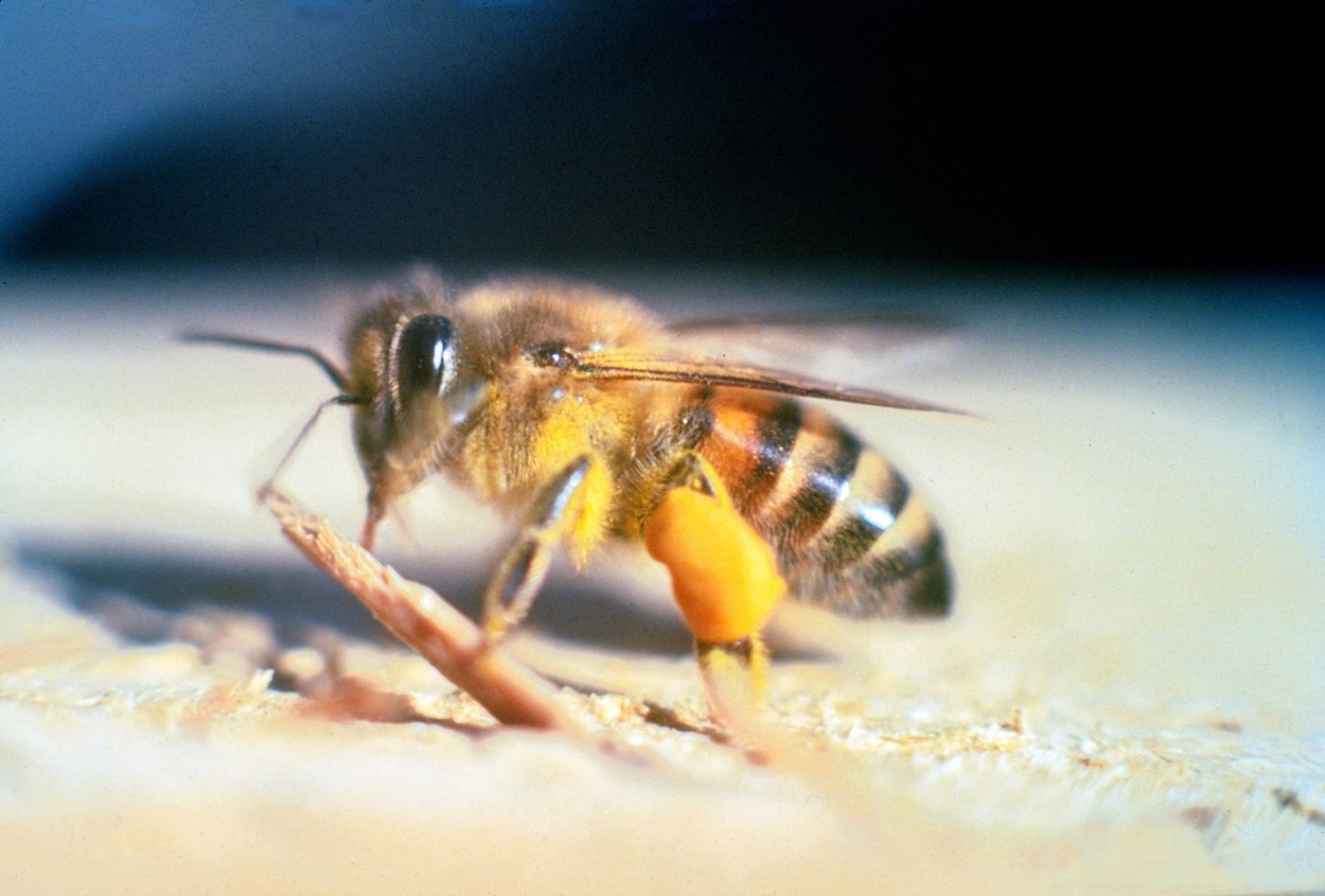 Die  «afrikanisierten Bienen» entstehen aus einer Kreuzung von Honigbienen europäischer Abstammung mit Wildbienen afrikanischen Ursprungs. (Bild Jeffrey W. Lotz, Florida Department of Agriculture and Consumer Services, Bugwood.org) 