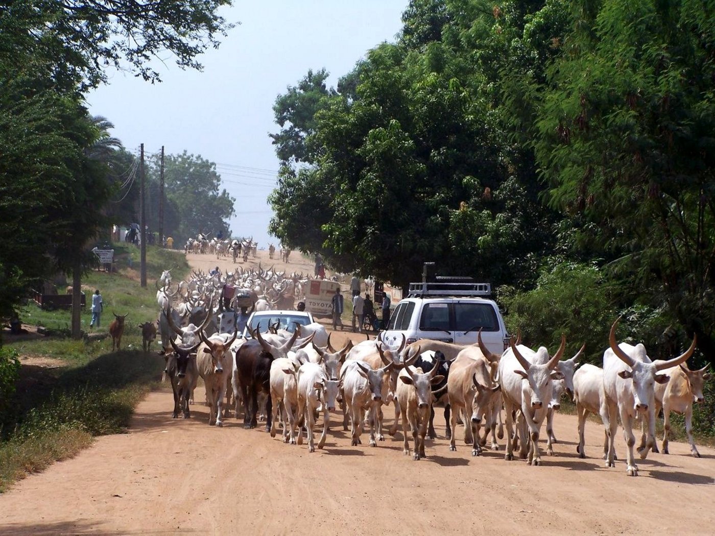 Rinderherde in Juba in Südsudan. (Bild Fabrizio Demartis - www.flickr.com)