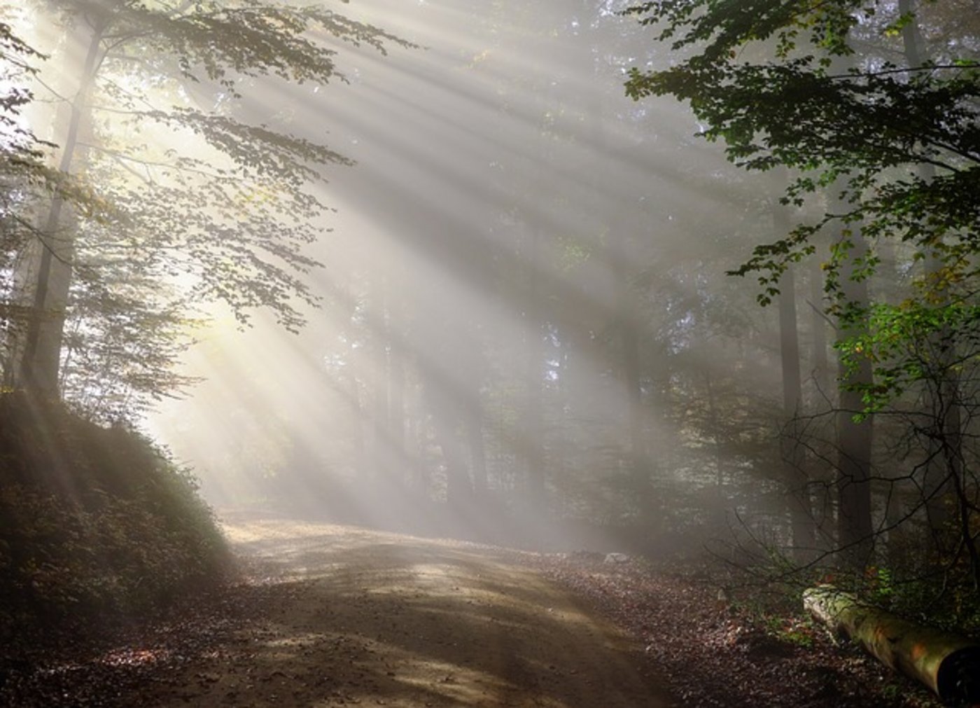 Im Wald finden Tiere im Sommer Abkühlung. (Bild pixabay)