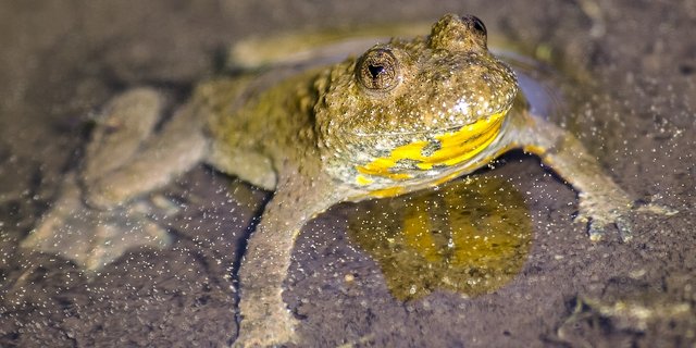 Die Gelbbauchunke benötigt flache, kleine Laichgewässer, wo sich das Wasser schnell erwärmt. (Bild Kathy2408/Pixabay)