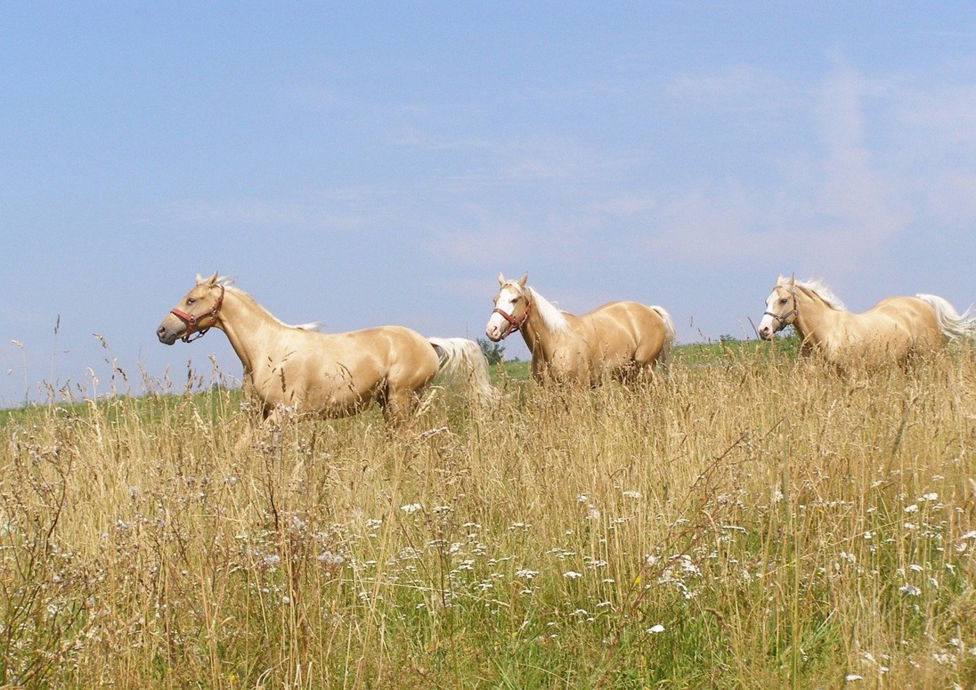 Rund zehn Pferde und Ponys waren in der Nähe der Borgloher Strasse im deutschen Wellingholzhausen entlaufen. (Bild Pixabay)