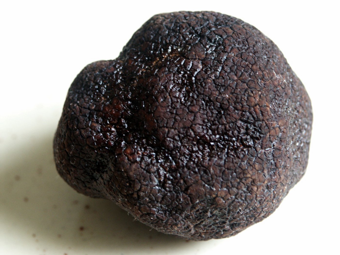 Schwarzer Trüffel: Ein Kilo der Delikatesse kann in Grossbritannien bis zu 1900 Euro kosten. (Bild Wikimedia Commons)