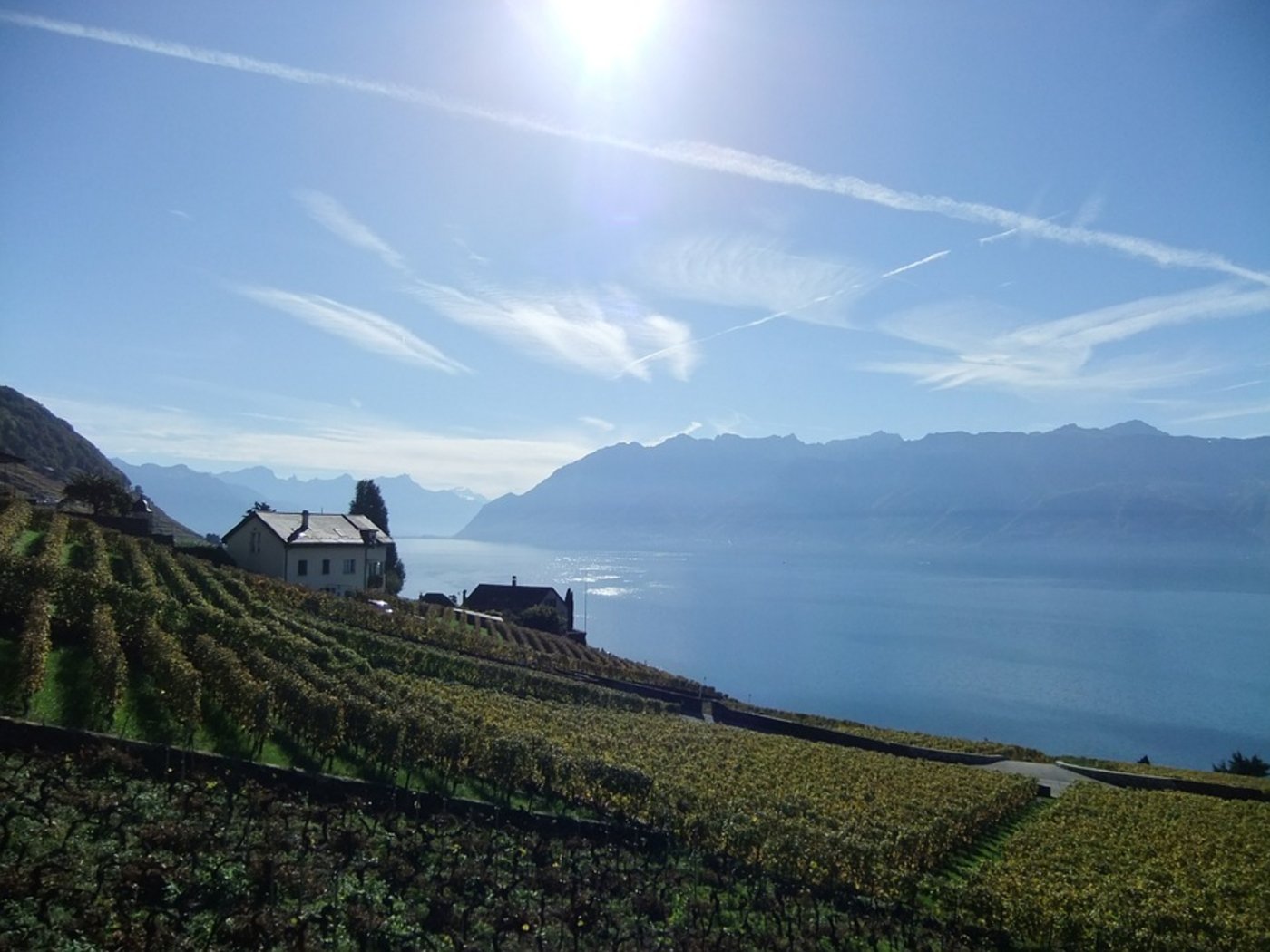 Rebberge am Genfersee: Weinbauern können der aktuellen Trockenheit durchaus Positives abgewinnen. (Bild Pixabay)