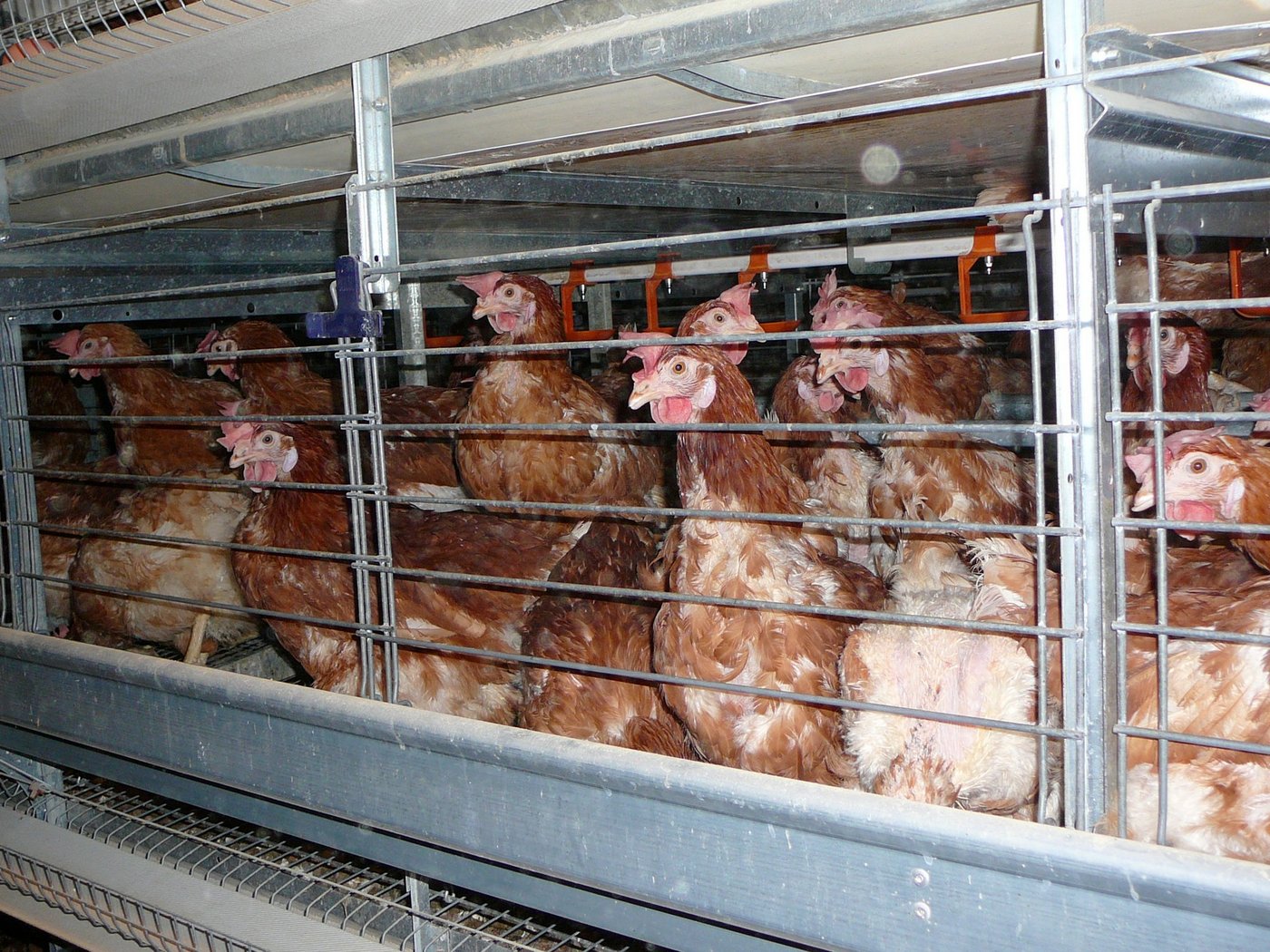 Maya Graf bekam einen Preis für ihren Kampf gegen Tierversuche. Gegen den Import von tierquälerisch erzeugten Produkten setzte sich Matthias Aebischer ein. (Bild provieh.de)