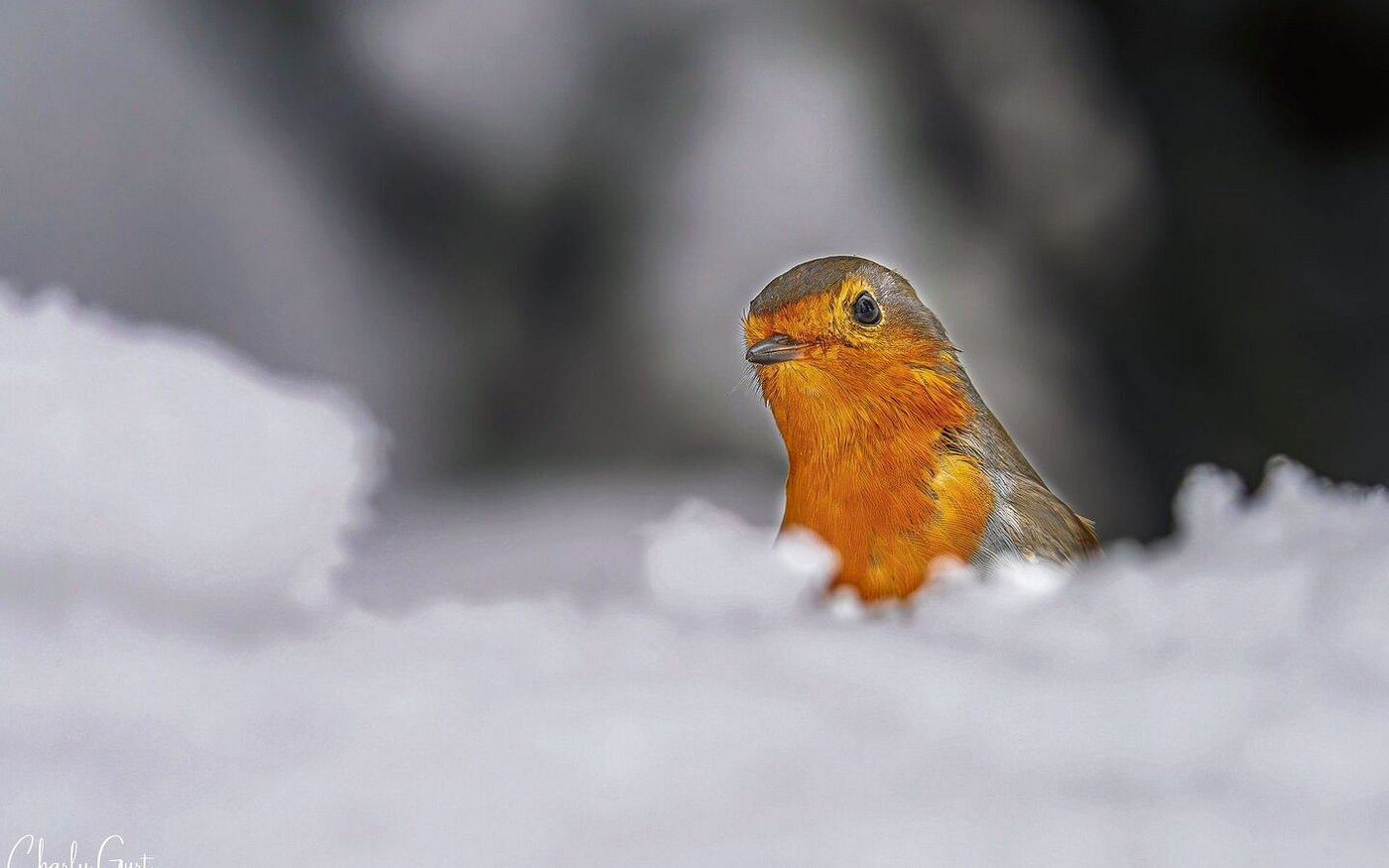 Heute würde man das Brustgefieder eher als orange statt als rot beschreiben. Die Farbbezeichnung im Namen des Rotkehlchens hat aber historische Gründe.  