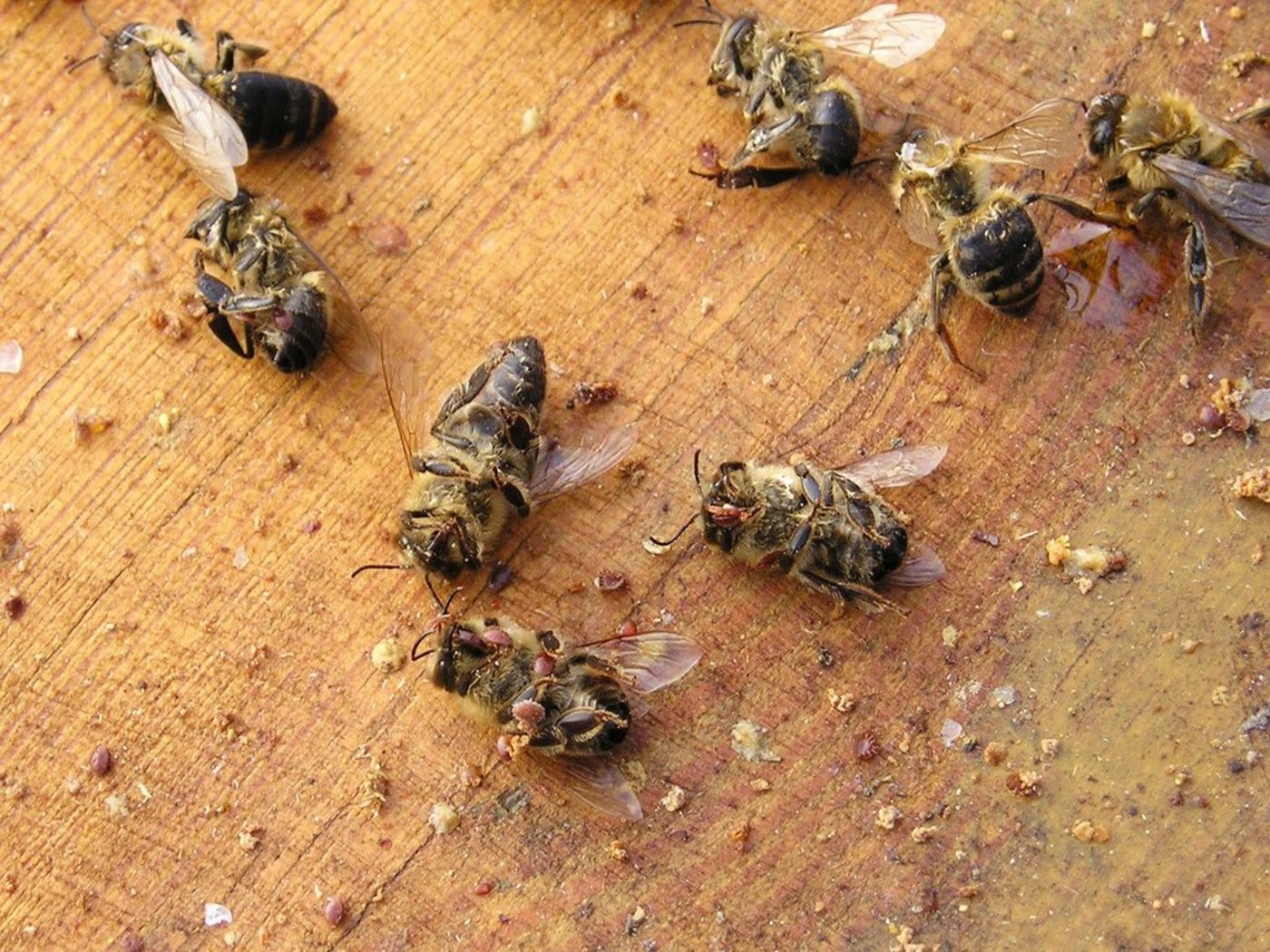 Tote Bienen mit Varroa-Milben sind leider heutzutags kein seltenes Bild: Die Milbe ist eine der gefürchtetsten Bienenschädlinge. (Bild flickr.com)