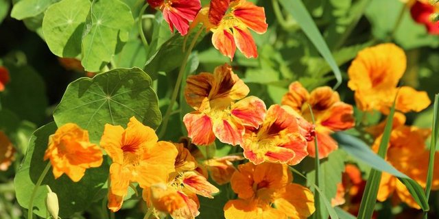 Die Kapuzinerkresse verkörpert Schönheit, Gesundheit und Delikatesse in einer Pflanze. (Bild Pixabay)