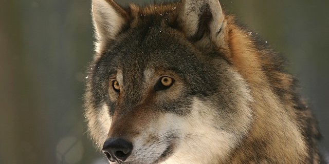 Wölfe die schon Probleme verusacht haben, sollen entnommen werden, so der dänische Landwirtschaftsminister Jakob Ellemann-Jensen. (Bild pixabay)