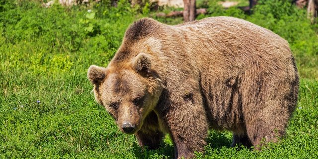 Südtirol darf kein Gesetz zur Erfassung von Bären und Wölfen erlassen, hat die italienische Landesregierung in Rom entschieden. (Symbolbild Pixabay)