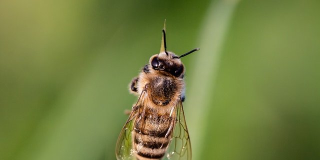 Für Allergiker kann ein Bienenstich tödlich enden. (Bild Pixabay)