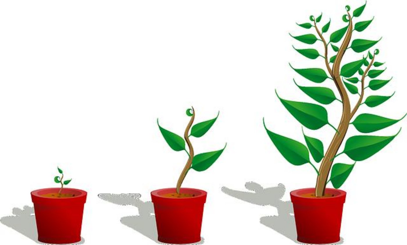 Das Schwerkraft-Signal wird über das pflanzliche Wachstumshormon Auxin von Zelle zu Zelle weitergegeben. (Symbolbild Pixabay)