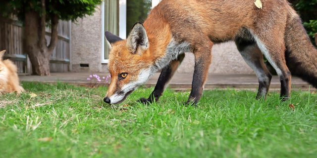 Katze und Fuchs