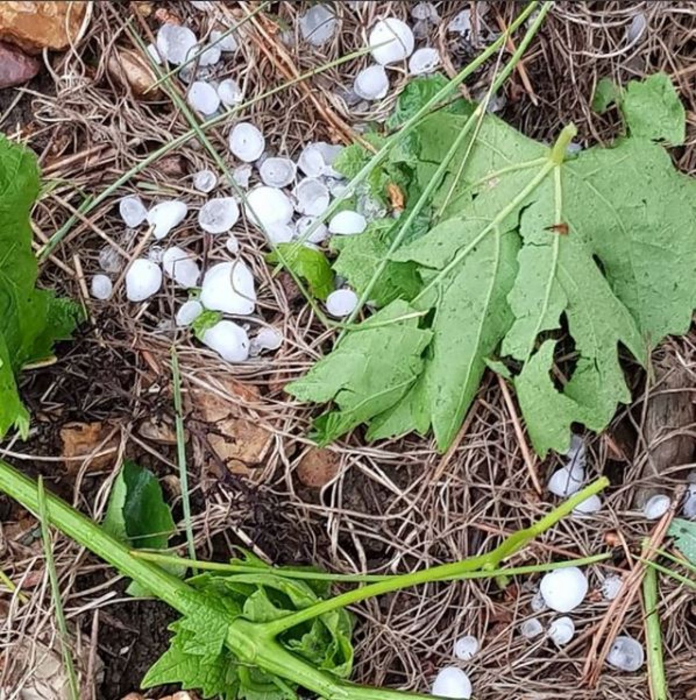 Hagelkörner haben in verschiedenen Weinbauregionen Frankreichs grosse Zerstörung hinterlassen. (Bild Jeanne Maze/@Cognac_Official/Twitter)