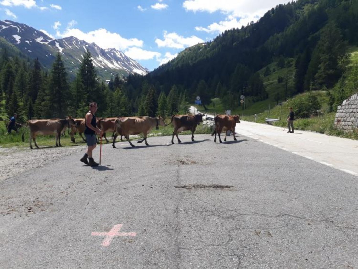 Drei Fahrten brauchte es insgesamt, bis alle Tiere oben auf der Alp waren.