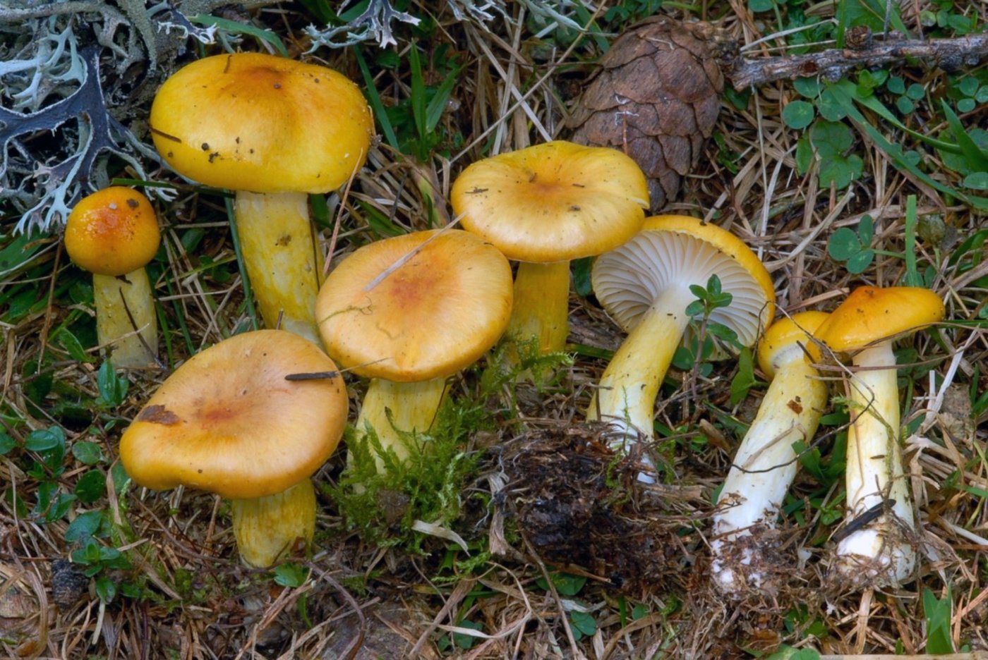 Der Orangegelbe Lärchenschneckling (Hygrophorus speciosus Peck) verschwand fast vollständig nach der Erwärmung. (Bild Gianfelice Lucchini) 