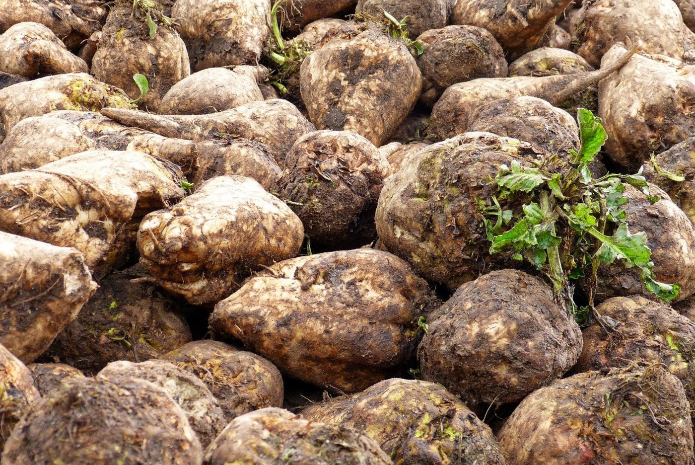 Die Schweizer Zucker AG ist sich sicher, dass das Schweizer Volk auch in Zukunft Zucker aus dem Inland haben will. (Bild AktivierungsCoach-Geier/Pixabay)
