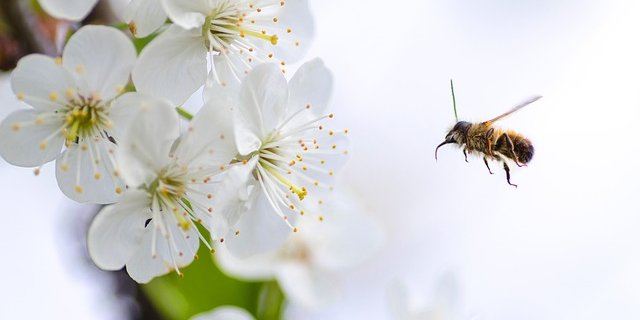 Besonders in frühlingshaft blühenden Obstbaumhainen sollte an Bienen gedacht und möglichst auf Pflanzenschutzmittel verzichtet werden. (Bild Pixabay)