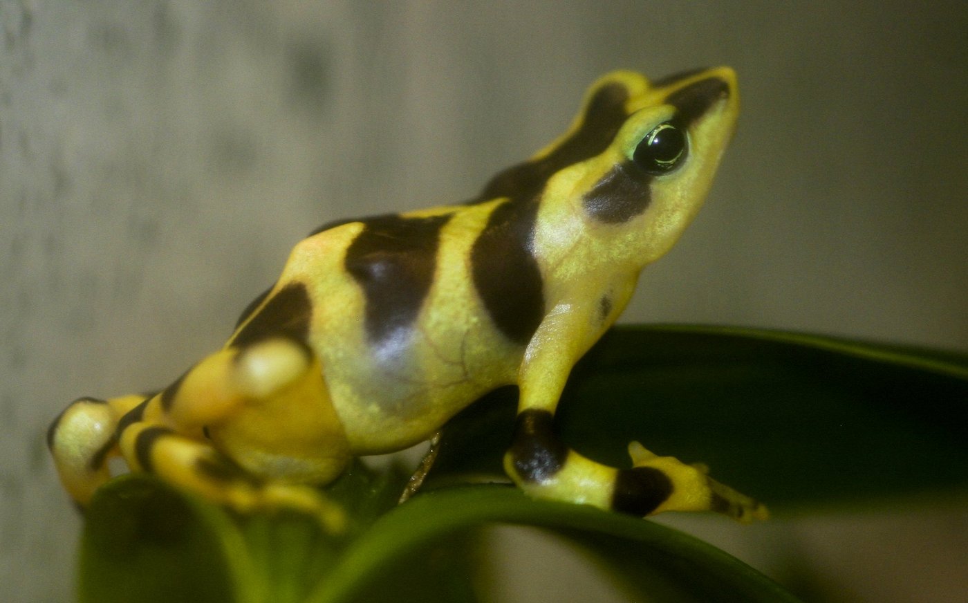 Die Froschart Atelopus varius aus Panama hat eine Resistenz gegen den Todes-Pilz Batrachochytrium dendrobatidis Bd aufgebaut. (Bild Brian Gratwicke)