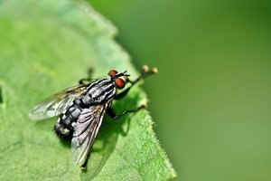 Insektenschutz: Eine pestizidfreie Gemeinde und Kunden mit schlechtem Gewissen Insekten sind wichtige Bestäuber, bauen aber auch organisches Material wie tote Tiere und Pflanzen ab. Der Tag der Insekten soll auf ihre Bedeutung und ihre Bedrohung aufmerksam machen. (Bild Pixabay)