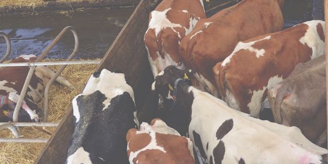 Die Haltung von grossen Kuhherden stösst bei den Deutschen Konsumenten auf Skepsis. Und im Moment gibt es zu viel Milch. (Bild Aline Künzi)